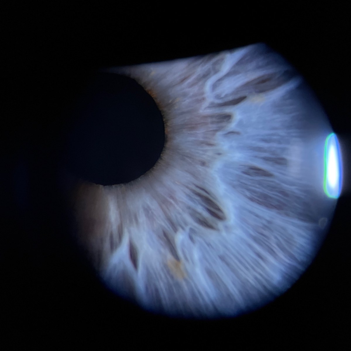 Close-up photograph of a blue-gray iris